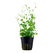 Hydrocotyle tripartita (Japan)