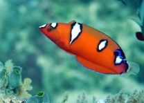 Coris formosa J