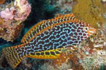 Macropharyngodon meleagris