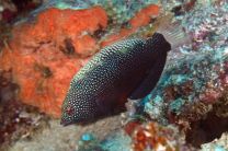 Macropharyngodon negrosensis