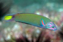 Thalassoma lunare