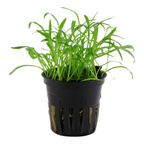 Lilaeopsis brasiliensis