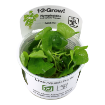 Nymphoides hydrophylla Taiwan 1-2-GROW