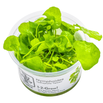 Nymphoides hydrophylla Taiwan 1-2-GROW