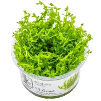 Gratiola viscidula 1-2-GROW!