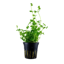 Bacopa australis