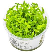 Bacopa caroliniana 1-2-GROW