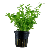 Bacopa Compact