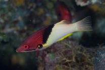 Bodianus mesothorax