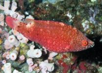 Cheilinus oxycephalus