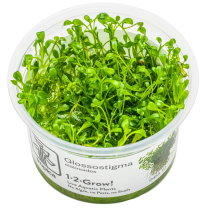 Glossostigma elatinoides TC