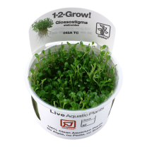 Glossostigma elatinoides TC