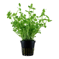 Lindernia rotundifolia
