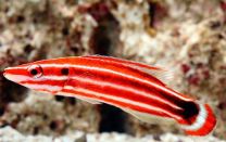 Bodianus sepiacaudus