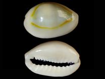 Monetaria annulus