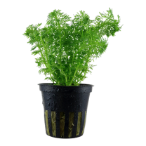 Limnophila sessiliflora