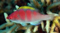 Cirrhilabrus flavidorsalis