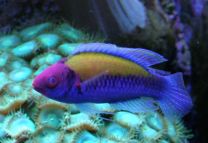 Cirrhilabrus aurantidorsalis