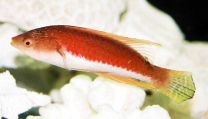 Cirrhilabrus filamentosus
