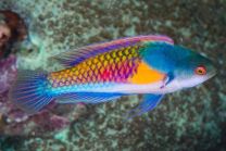 Cirrhilabrus ryukyuensis