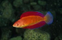 Cirrhilabrus rubripinnis