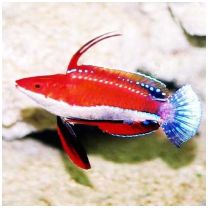 Cirrhilabrus rubriventralis