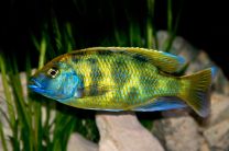 Haplochromis venustus