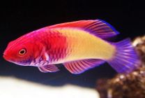 Cirrhilabrus rubrisquamis