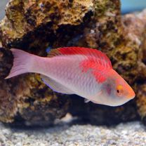 Cirrhilabrus adornatus