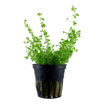 Hemianthus micranthemoides