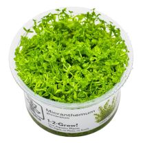 Hemianthus micranthemoides 1-2-GROW