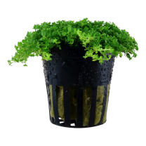 Hemianthus callitrichoides "Cuba" pott