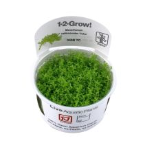 Micranthemum callitrichoides ”Cuba” 1-2-GROW!