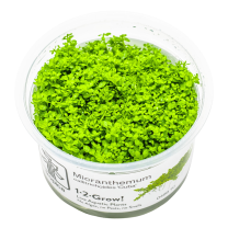 Micranthemum callitrichoides ”Cuba” 1-2-GROW!