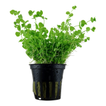 Micranthemum umbrosum