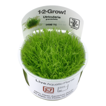 Utricularia graminifolia 1-2-GROW