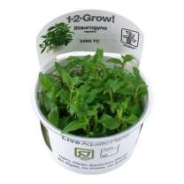 Staurogyne repens 1-2-GROW
