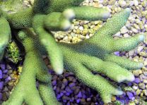 Montipora spp. Branched green