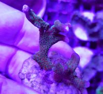 Montipora spp. - Forest Fire XS