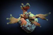 Montipora spp. - Forest Fire M