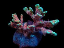 Montipora spp. - Forest Fire L