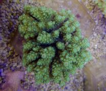 Acropora spp. Green XS