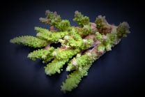 Acropora spp. Green S