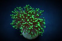 Euphyllia glabrescens (Green)
