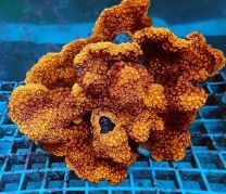 Pavona maldivensis (Orange)