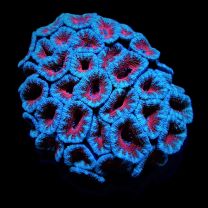 Acanthastrea lordhowensis (Red)