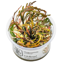 Hygrophila pinnatifida 1-2-GROW