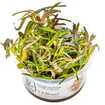 Hygrophila 'Araguaia' 1-2-GROW!
