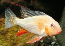 Acarichthys heckelii albiino S