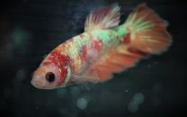 Betta plakat koi nemo emane